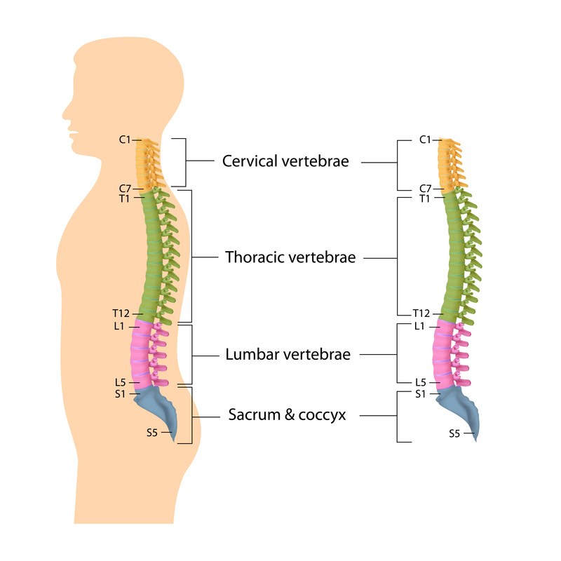 Cervical Vertebrae (Cervical Spine) – Anatomy, Function, & Diagram